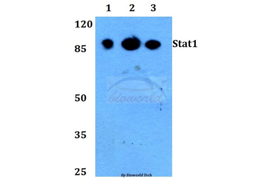 Anti-Stat1 (L177) Antibody from Bioworld Technology (BS1994) - Antibodies.com