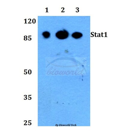 Anti-Stat1 (L177) Antibody from Bioworld Technology (BS1994) - Antibodies.com