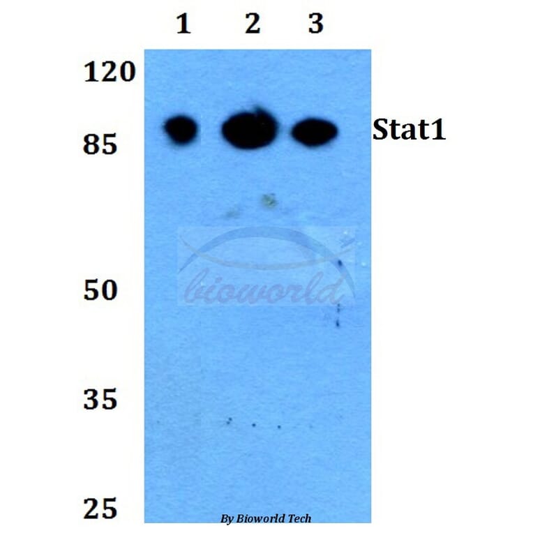 Anti-Stat1 (L177) Antibody from Bioworld Technology (BS1994) - Antibodies.com