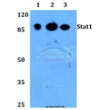Anti-Stat1 (L177) Antibody from Bioworld Technology (BS1994) - Antibodies.com