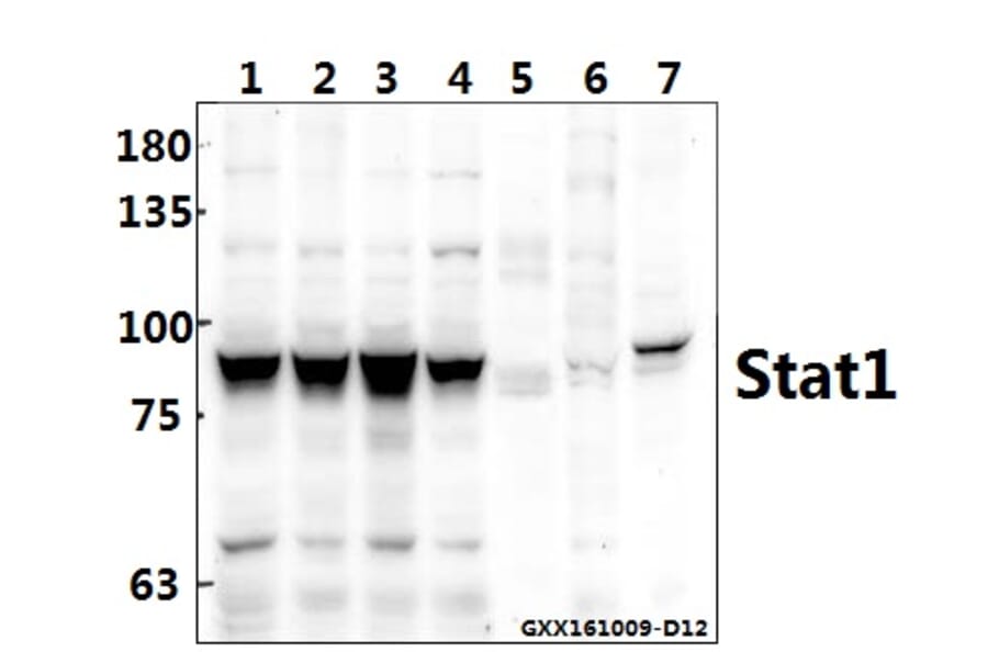 Anti-Stat1 (L177) Antibody from Bioworld Technology (BS1994) - Antibodies.com