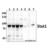 Anti-Stat1 (L177) Antibody from Bioworld Technology (BS1994) - Antibodies.com