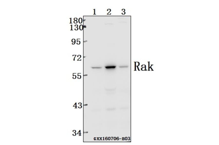 Anti-Rak (N103) Antibody from Bioworld Technology (BS1996) - Antibodies.com