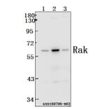 Anti-Rak (N103) Antibody from Bioworld Technology (BS1996) - Antibodies.com