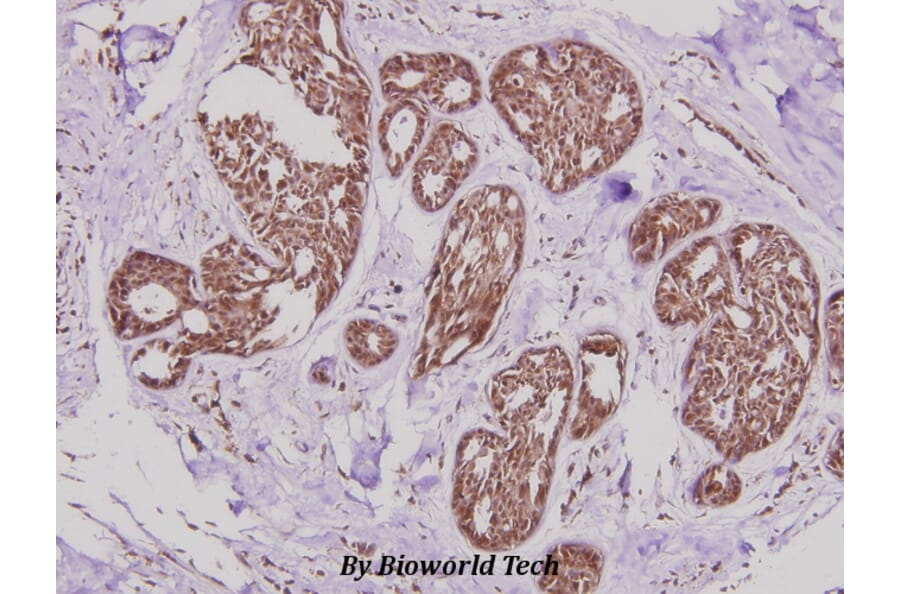 Anti-Rak (N103) Antibody from Bioworld Technology (BS1996) - Antibodies.com