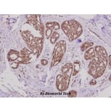 Anti-Rak (N103) Antibody from Bioworld Technology (BS1996) - Antibodies.com