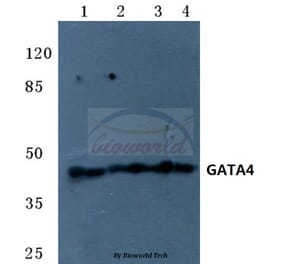 Anti-GATA4 (R306) Antibody from Bioworld Technology (BS1998) - Antibodies.com