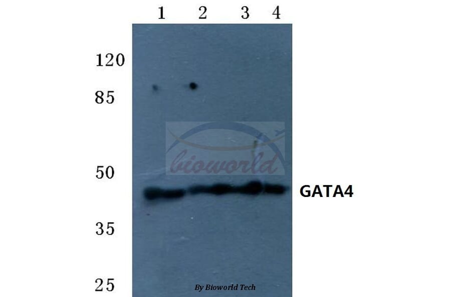 Anti-GATA4 (R306) Antibody from Bioworld Technology (BS1998) - Antibodies.com
