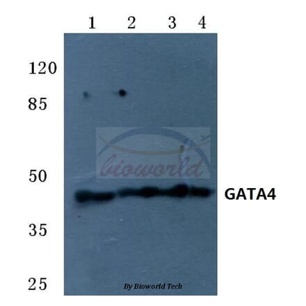 Anti-GATA4 (R306) Antibody from Bioworld Technology (BS1998) - Antibodies.com