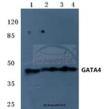 Anti-GATA4 (R306) Antibody from Bioworld Technology (BS1998) - Antibodies.com