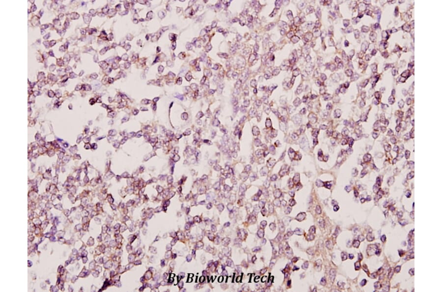 Anti-GATA4 (R306) Antibody from Bioworld Technology (BS1998) - Antibodies.com