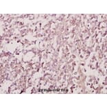 Anti-GATA4 (R306) Antibody from Bioworld Technology (BS1998) - Antibodies.com