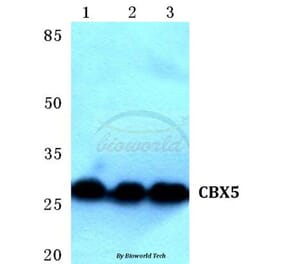 Anti-CBX5 (K69) Antibody from Bioworld Technology (BS1999) - Antibodies.com