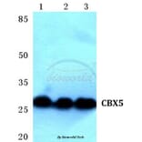 Anti-CBX5 (K69) Antibody from Bioworld Technology (BS1999) - Antibodies.com