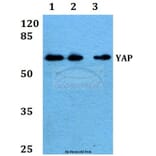 Anti-YAP (Q295) Antibody from Bioworld Technology (BS2000) - Antibodies.com