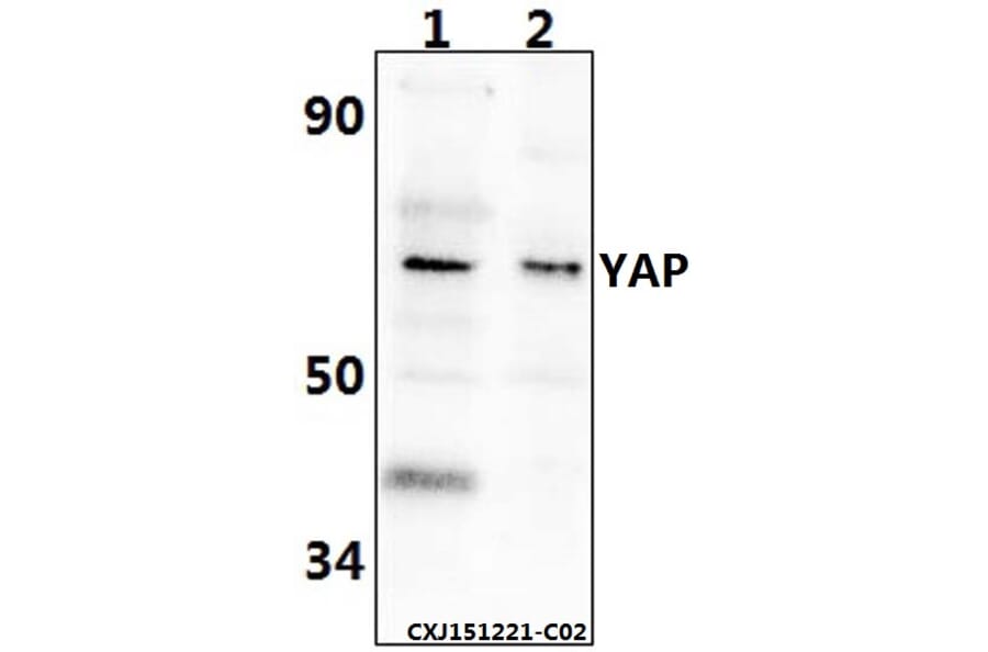 Anti-YAP (Q295) Antibody from Bioworld Technology (BS2000) - Antibodies.com