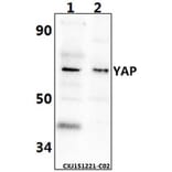 Anti-YAP (Q295) Antibody from Bioworld Technology (BS2000) - Antibodies.com