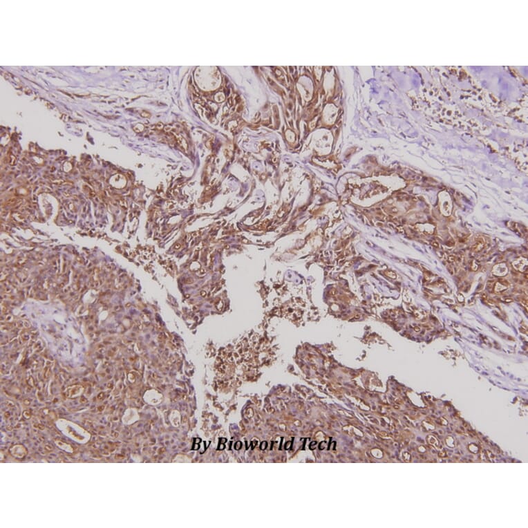 Anti-YAP (Q295) Antibody from Bioworld Technology (BS2000) - Antibodies.com