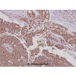 Anti-YAP (Q295) Antibody from Bioworld Technology (BS2000) - Antibodies.com