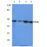 Anti-Casein Kinase Iα (F158) Antibody from Bioworld Technology (BS2001) - Antibodies.com