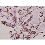 Anti-Casein Kinase Iα (F158) Antibody from Bioworld Technology (BS2001) - Antibodies.com