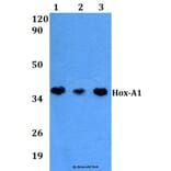 Anti-Hox-A1 (Q203) Antibody from Bioworld Technology (BS2003) - Antibodies.com