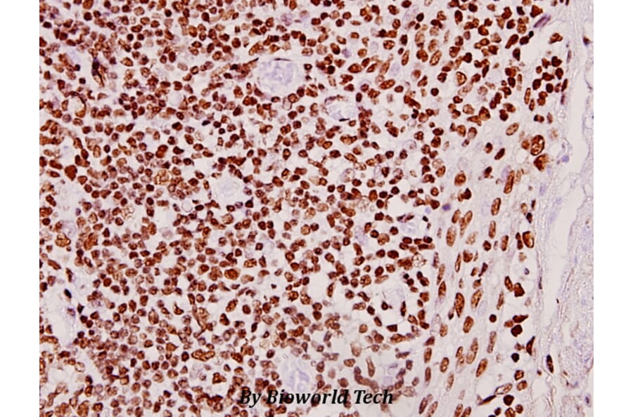 Anti-CLK2 (R15) Antibody from Bioworld Technology (BS2005) - Antibodies.com
