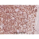 Anti-CLK2 (R15) Antibody from Bioworld Technology (BS2005) - Antibodies.com