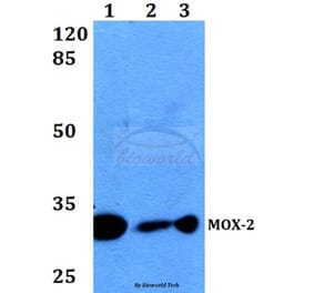 Anti-MOX-2 (N184) Antibody from Bioworld Technology (BS2006) - Antibodies.com