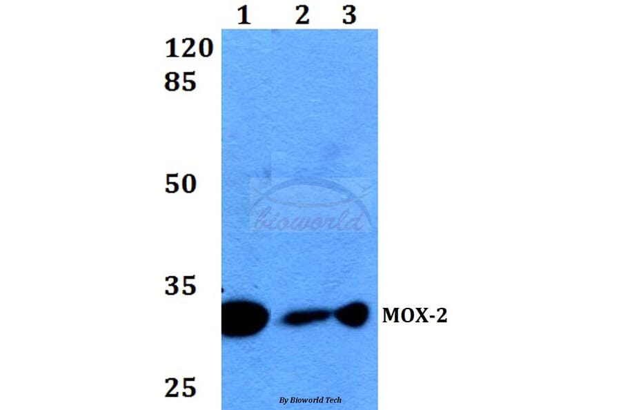 Anti-MOX-2 (N184) Antibody from Bioworld Technology (BS2006) - Antibodies.com