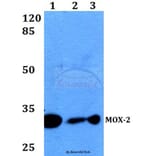 Anti-MOX-2 (N184) Antibody from Bioworld Technology (BS2006) - Antibodies.com