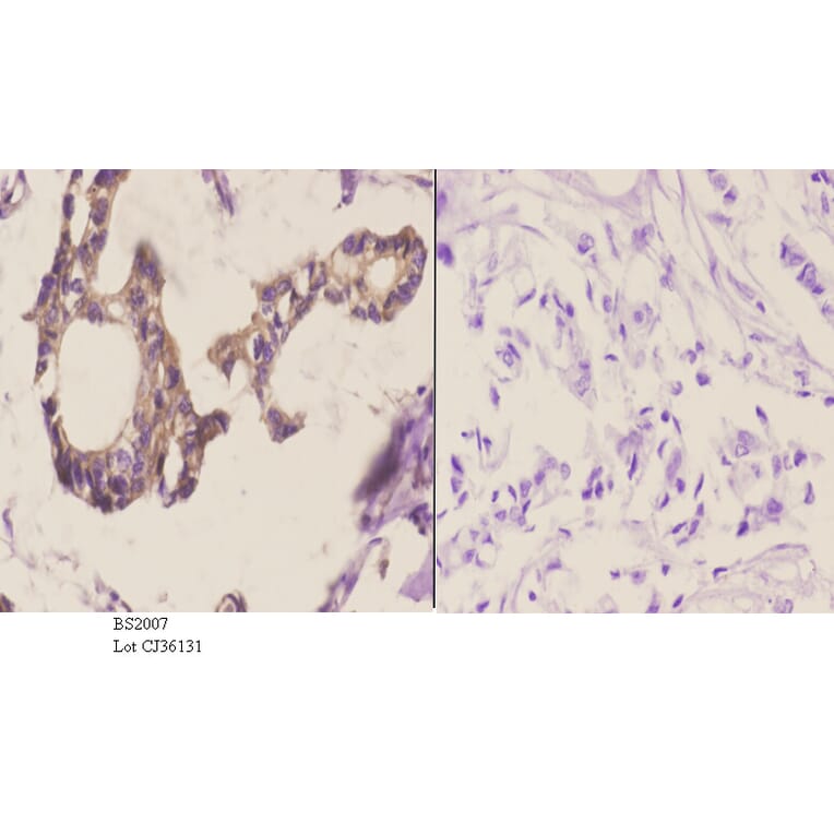 Anti-TRAIL (S63) Antibody from Bioworld Technology (BS2007) - Antibodies.com