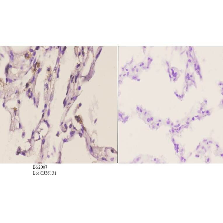 Anti-TRAIL (S63) Antibody from Bioworld Technology (BS2007) - Antibodies.com