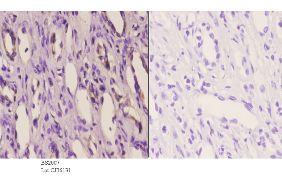 Anti-TRAIL (S63) Antibody from Bioworld Technology (BS2007) - Antibodies.com