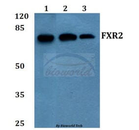 Anti-FXR2 (E576) Antibody from Bioworld Technology (BS2008) - Antibodies.com