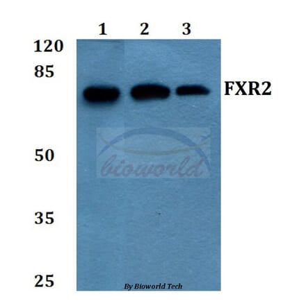 Anti-FXR2 (E576) Antibody from Bioworld Technology (BS2008) - Antibodies.com