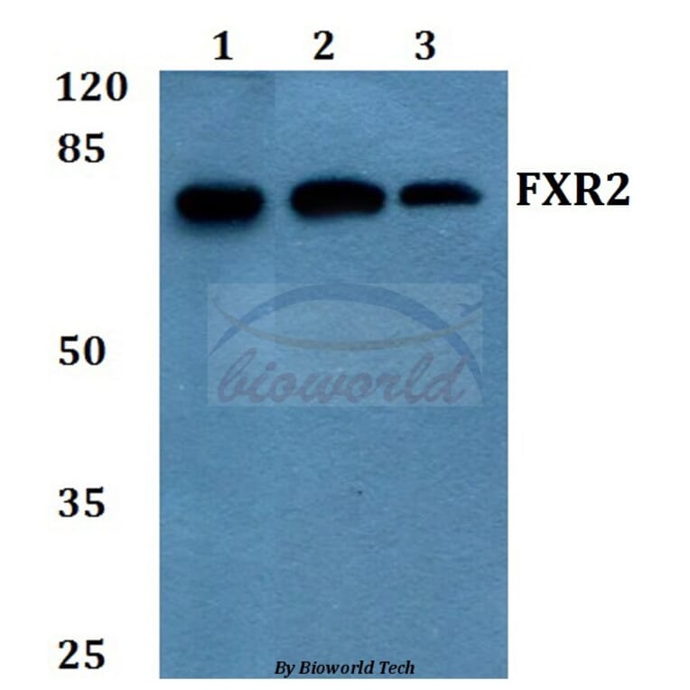 Anti-FXR2 (E576) Antibody from Bioworld Technology (BS2008) - Antibodies.com