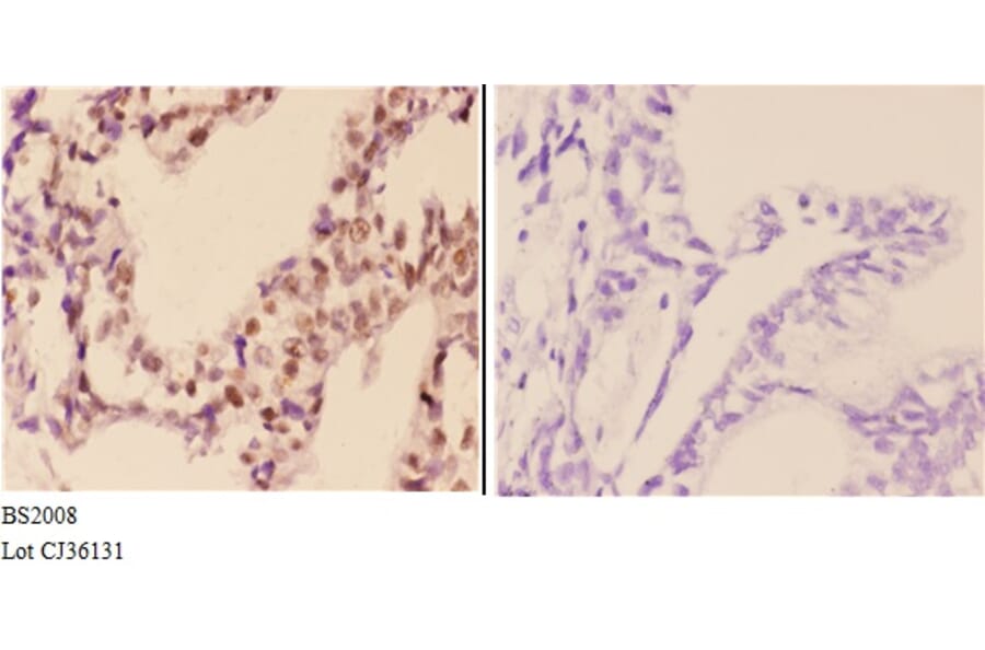 Anti-FXR2 (E576) Antibody from Bioworld Technology (BS2008) - Antibodies.com