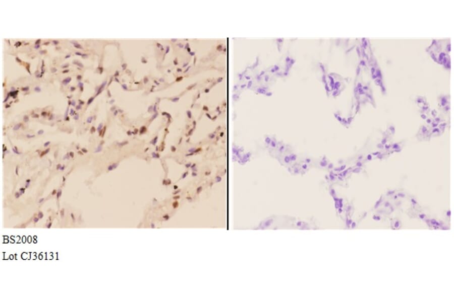 Anti-FXR2 (E576) Antibody from Bioworld Technology (BS2008) - Antibodies.com