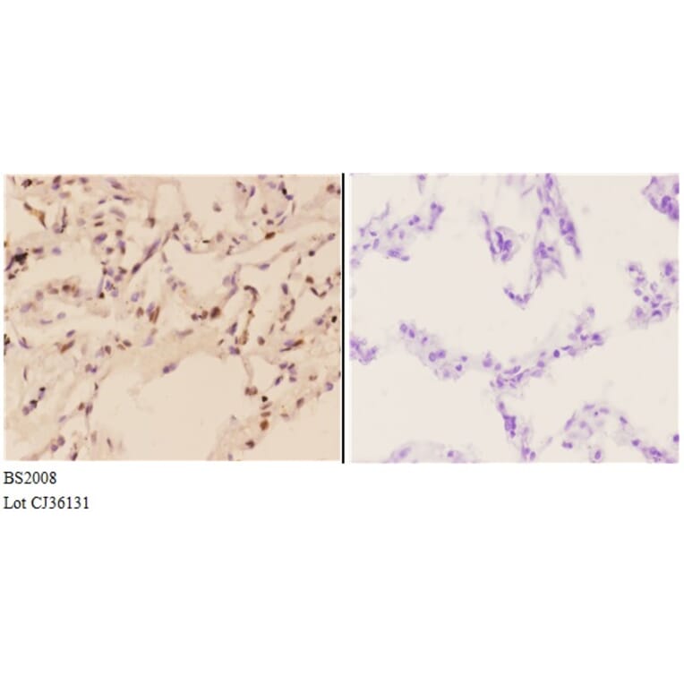 Anti-FXR2 (E576) Antibody from Bioworld Technology (BS2008) - Antibodies.com