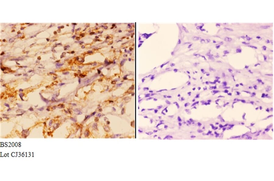 Anti-FXR2 (E576) Antibody from Bioworld Technology (BS2008) - Antibodies.com