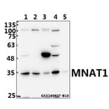 Anti-MNAT1 (E123) Antibody from Bioworld Technology (BS2011) - Antibodies.com