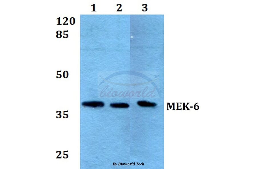 Anti-MEK-6 (Q3) Antibody from Bioworld Technology (BS2013) - Antibodies.com