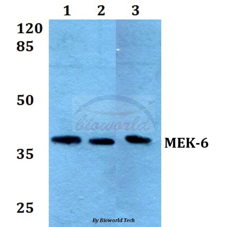 Anti-MEK-6 (Q3) Antibody from Bioworld Technology (BS2013) - Antibodies.com