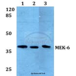 Anti-MEK-6 (Q3) Antibody from Bioworld Technology (BS2013) - Antibodies.com