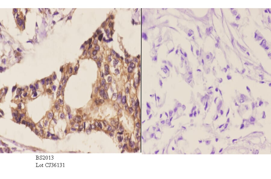 Anti-MEK-6 (Q3) Antibody from Bioworld Technology (BS2013) - Antibodies.com