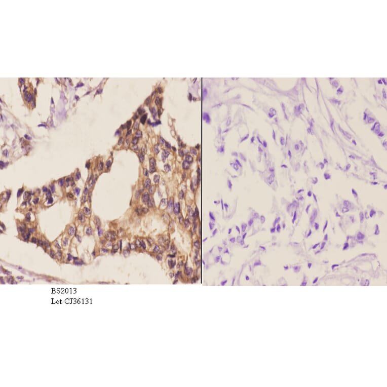 Anti-MEK-6 (Q3) Antibody from Bioworld Technology (BS2013) - Antibodies.com