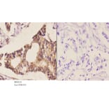 Anti-MEK-6 (Q3) Antibody from Bioworld Technology (BS2013) - Antibodies.com