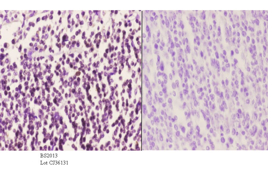 Anti-MEK-6 (Q3) Antibody from Bioworld Technology (BS2013) - Antibodies.com