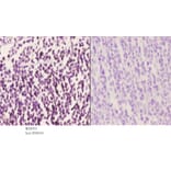 Anti-MEK-6 (Q3) Antibody from Bioworld Technology (BS2013) - Antibodies.com